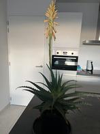 Plante à vendre 6,00€, Maison & Meubles, Plantes d'intérieur, Enlèvement