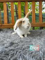 TER ADOPTIE. Voedster 16 weken