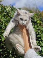 Maine Coons kitten, Dieren en Toebehoren, Poes, Gechipt, 0 tot 2 jaar