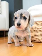 Zeer Lieve , mooie en sociale dwergteckeltjes, Dieren en Toebehoren, Honden | Teckels en Dashonden, België, 8 tot 15 weken, Dwerg