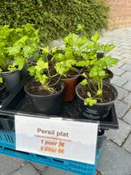 Persil plat, Ophalen