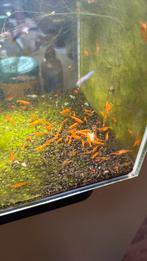 Neocaridina garnalen, Dieren en Toebehoren