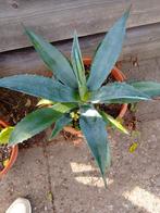 Agave Americana plant, Ophalen