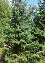 Picea Omorika 300 cm Kerstbomen, Tuin en Terras, Ophalen, Overige soorten, 250 tot 400 cm