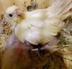 Nestje kakariki, Geringd