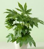 Fatsia japonica, Tuin en Terras, Ophalen
