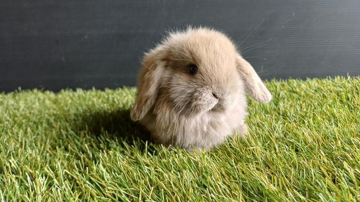 Handtamme raszuivere vrouwelijke minilop konijnen jong, Dieren en Toebehoren, Konijnen, Dwerg, Vrouwelijk, 0 tot 2 jaar, Hangoor