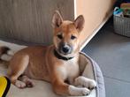 Shiba inu pup 4 maandjes oud teefje, Dieren en Toebehoren, September, Vrouwelijk