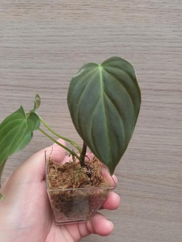 Philodendron splendid, Huis en Inrichting, Ophalen of Verzenden
