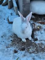 2 vlaamse reuzen ram, Dieren en Toebehoren, Konijnen