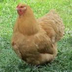 Kuikens verwacht 7 maart orpington, ayam cemani faverolles, Sexe inconnu, Poule ou poulet