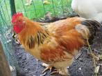 Haan, Dieren en Toebehoren, Kip