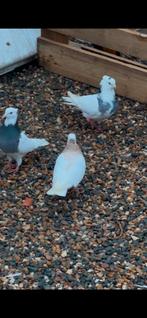 Duif, Animaux & Accessoires, Oiseaux | Pigeons