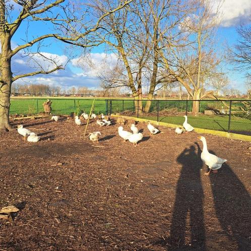 Ganzen, witkleurige +kruisingen witte gans met vlaamse gans, Dieren en Toebehoren, Pluimvee, Mannelijk