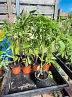 Tomatenplanten, Enlèvement