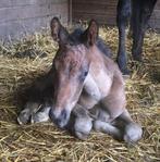 Birthalarm te huur, Dieren en Toebehoren, Ophalen, Zo goed als nieuw, Overige soorten