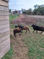 Schapen, Dieren en Toebehoren, Schapen, Geiten en Varkens