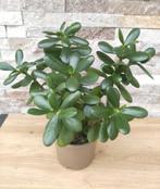 Crassula ovata kamerplant, Huis en Inrichting, Kamerplanten, Ophalen, Halfschaduw, Minder dan 100 cm, Groene kamerplant