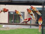 Rubino rosella (2025 en 2023), Dieren en Toebehoren, Parkiet
