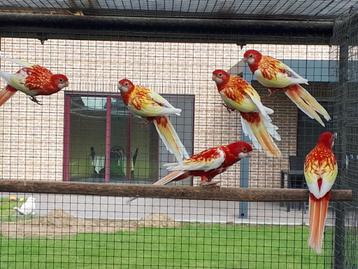 Rubino rosella (2025 en 2023) beschikbaar voor biedingen