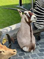 Oryx opgezette taxidermie, Antiek en Kunst, Ophalen of Verzenden