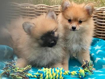 Keeshondjes/duitse spitz/loulou beschikbaar voor biedingen