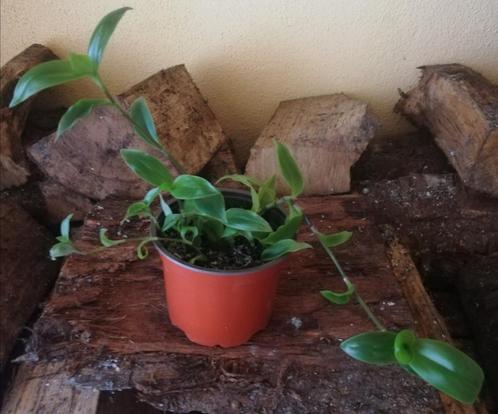 Green Misery Cutting, Huis en Inrichting, Kamerplanten, Ophalen