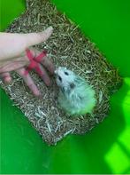 Syrische hamsters, Dieren en Toebehoren, Knaagdieren, Hamster, Meerdere dieren, Tam, Oktober