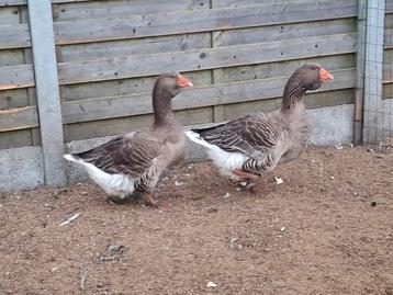 Broed eieren grauwe dewlap Toulouse ganzen  beschikbaar voor biedingen