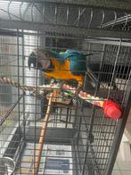 Super tamme blauw gele ara, Dieren en Toebehoren, Vogels | Parkieten en Papegaaien