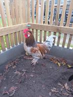 Gratis haantje, Dieren en Toebehoren, Pluimvee, Mannelijk, Kip