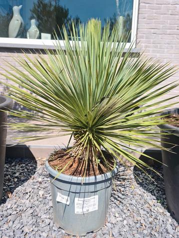 Yucca Rostrata - palmlelie  beschikbaar voor biedingen