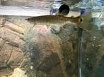 Snoek 18 a 20 cm groot, Dieren en Toebehoren, Vissen | Aquariumvissen