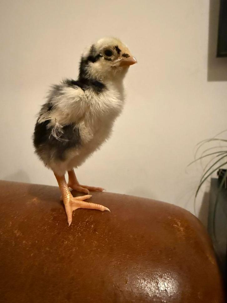 Poussines O Shamo, Animaux & Accessoires, Volatiles