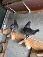 DUIVEN Modena, Dieren en Toebehoren, Vogels | Duiven