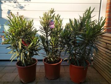Oleanders en Olijfbomen  beschikbaar voor biedingen