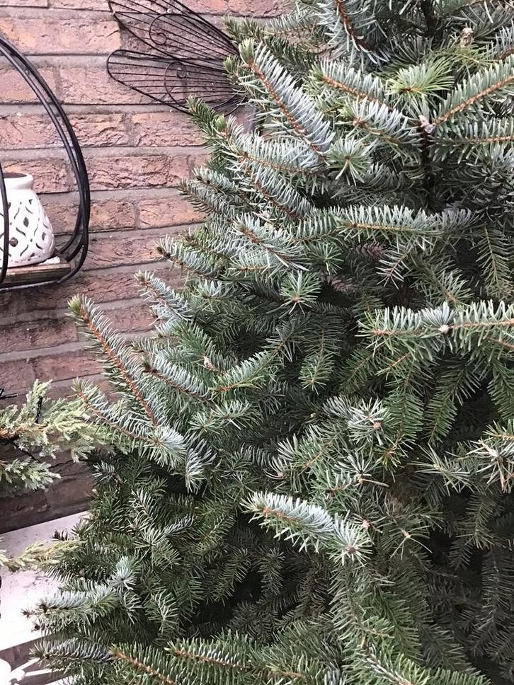 Kerstboom, Tuin en Terras, Planten | Bomen, Ophalen