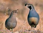 Californische kuifkwartel, Dieren en Toebehoren, Vogels | Overige Vogels, Meerdere dieren
