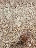 Europese kwartel, Dieren en Toebehoren, Vogels | Overige Vogels, Mannelijk, Wildzangvogel, Geringd