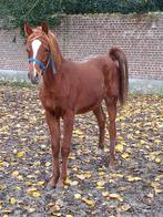 Arabische volbloed jaarling, Animaux & Accessoires, Chevaux, Moins de 160 cm, 0 à 2 ans, Vermifugé, Ne s'applique pas