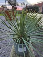 Yucca Rostrata - palmlelie, Enlèvement