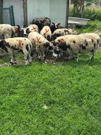 Baggerbonte 7ooien 6/7maanden, Dieren en Toebehoren, Schapen, Geiten en Varkens, Vrouwelijk, Schaap, 0 tot 2 jaar