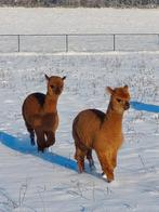 Mooie alpaca cria bruin, Dieren en Toebehoren, Overige Dieren