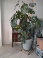 Monstera met pot, Huis en Inrichting, Kamerplanten, Ophalen
