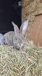 Vlaamse reuzen, Dieren en Toebehoren, Meerdere dieren, Groot, 0 tot 2 jaar