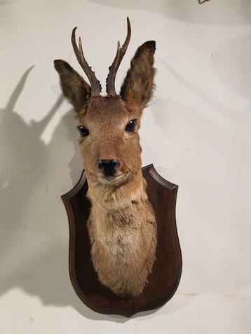 Taxidermie ree met gewei op houten paneel , wanddecoratie  beschikbaar voor biedingen