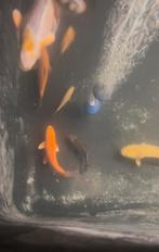 Jona-Koi is geopend!, Dieren en Toebehoren, Karper of Koi