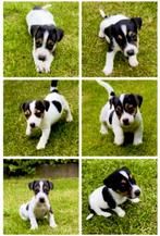 Jack Russel  pups, Animaux & Accessoires, Maladie de Carré (chiens), Plusieurs, Belgique, 8 à 15 semaines