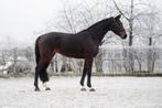 4-jarige dressuurmerrie (Bon Vivaldi NRW x Vitalis), Dieren en Toebehoren, Merrie, Gechipt, Dressuurpaard, 3 tot 6 jaar