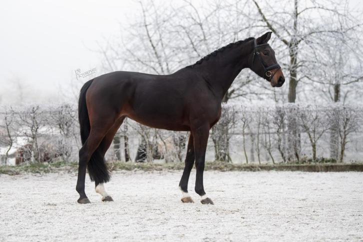 4-jarige dressuurmerrie (Bon Vivaldi NRW x Vitalis), Dieren en Toebehoren, Paarden, Merrie, L, 165 tot 170 cm, 3 tot 6 jaar, Dressuurpaard